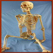 Modèle de anatomie d&#39;enseignement médical de squelette humain de 170 cm Life Size